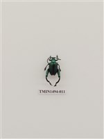 藏品(鞘翅目(外國))的圖片